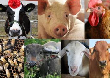 Tình hình ngành chăn nuôi trong giai đoạn dịch bệnh hoành hành