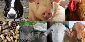 Tình hình ngành chăn nuôi trong giai đoạn dịch bệnh hoành hành