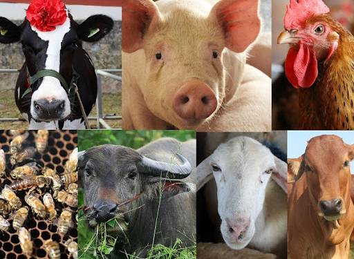 Tình hình ngành chăn nuôi trong giai đoạn dịch bệnh hoành hành