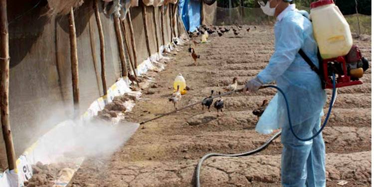 Giải pháp vệ sinh chuồng trại chăn nuôi gia cầm