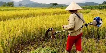 Giải pháp canh tác lúa 7 bước