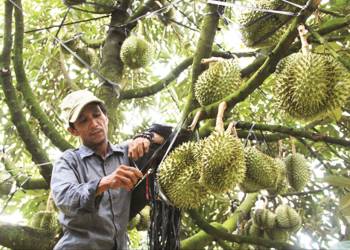 Giải pháp canh tác cây sầu riêng – Cắt tỉa và diệt sâu bệnh