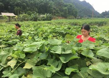 Giải pháp kỹ thuật trồng rau lấy quả