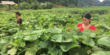 Giải pháp kỹ thuật trồng rau lấy quả