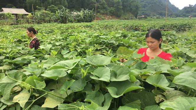 Giải pháp kỹ thuật trồng rau lấy quả