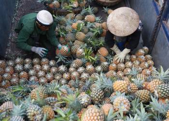 GIẢI PHÁP CHĂM SÓC DỨA