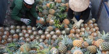 GIẢI PHÁP CHĂM SÓC DỨA