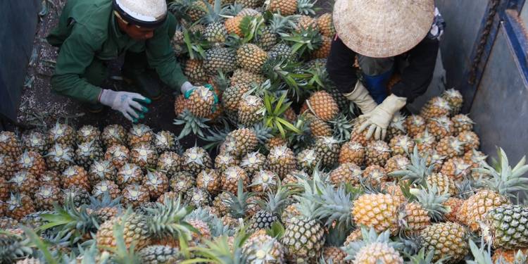 GIẢI PHÁP CHĂM SÓC DỨA