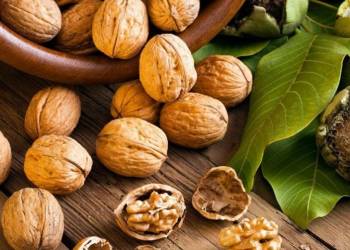 Giải pháp canh tác óc chó – đào hố và phân bón