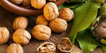 Giải pháp canh tác óc chó – đào hố và phân bón