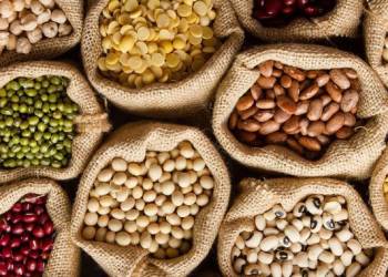 Giải pháp kỹ thuật trồng và chăm sóc đậu