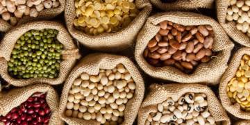 Giải pháp kỹ thuật trồng và chăm sóc đậu