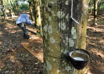 Giải pháp chăm sóc cây cao su – Cắt, tỉa và trừ sâu bệnh