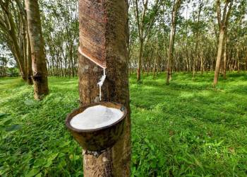 Giải pháp chăm sóc cây cao su – Cắt cỏ và bón phân