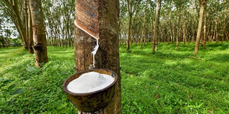 Giải pháp chăm sóc cây cao su – Cắt cỏ và bón phân