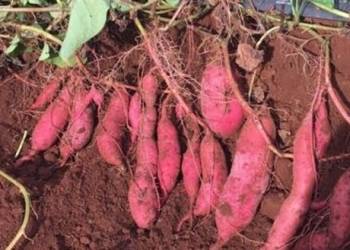 Giải pháp chọn giống và đất trồng khoai lang