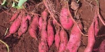 Giải pháp chọn giống và đất trồng khoai lang