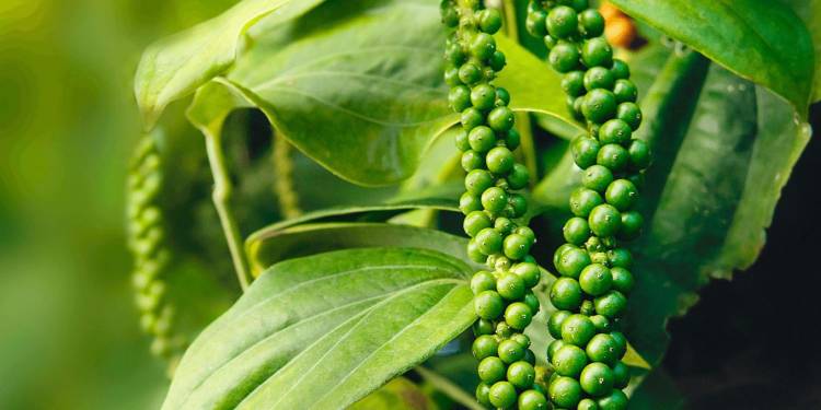 Canh tác hồ tiêu – Đất và trụ trồng