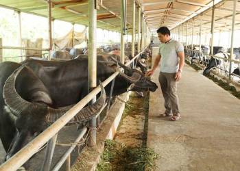 Giải pháp kỹ thuật xây dựng chuồng trại chăn nuôi trâu/bò