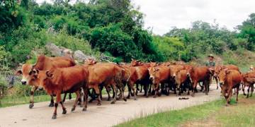 Giải pháp hỗ trợ chăn nuôi trâu/bò