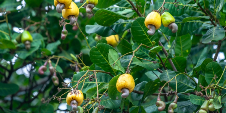 Giải pháp ngành nghề trồng cây điều