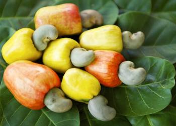 Giải pháp chăm sóc cây điều đúng cách