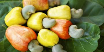 Giải pháp chăm sóc cây điều đúng cách