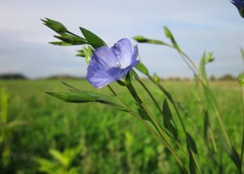 Giải pháp kỹ thuật trồng và chăm sóc cây lấy sợi
