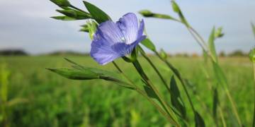 Giải pháp kỹ thuật trồng và chăm sóc cây lấy sợi