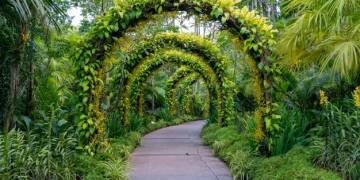 Kỹ thuật chăm sóc cây cảnh