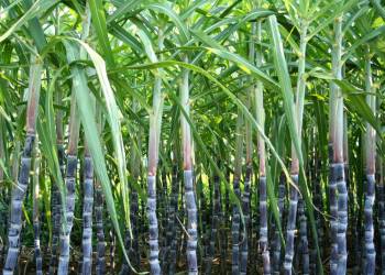 Giải pháp kỹ thuật trồng và chăm sóc cây mía