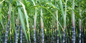 Giải pháp kỹ thuật trồng và chăm sóc cây mía