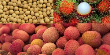 Giải pháp ngành nghề trồng nhãn, vải, chôm chôm