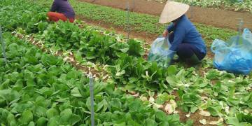 Giải pháp canh tác rau màu – Đất trồng và kỹ thuật làm đất