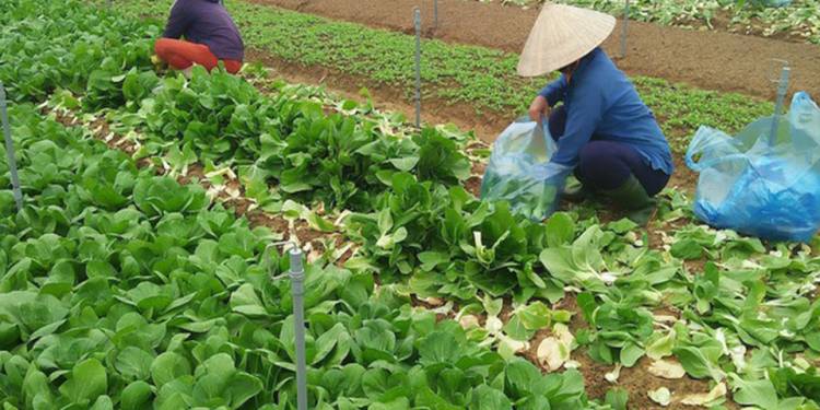 Giải pháp canh tác rau màu – Đất trồng và kỹ thuật làm đất