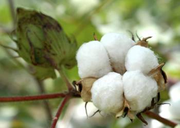 Giải pháp trồng cây lấy sợi