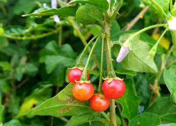 Giải pháp chăm sóc cây trồng rau lấy quả