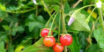 Giải pháp chăm sóc cây trồng rau lấy quả