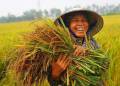 Mật độ gieo sạ lúa và giải pháp gieo sạ lúa
