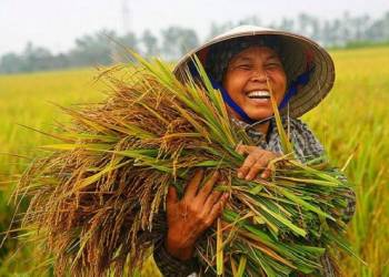 Mật độ gieo sạ lúa và giải pháp gieo sạ lúa