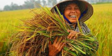 Mật độ gieo sạ lúa và giải pháp gieo sạ lúa