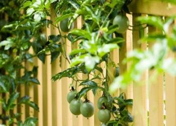 Giải pháp canh tác chanh dây – Chăm sóc