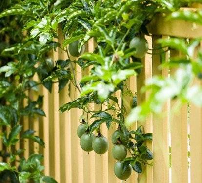 Giải pháp canh tác chanh dây – Chăm sóc