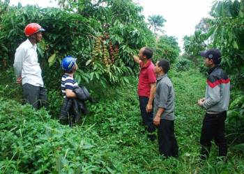 Giải pháp trồng cafe: Chăm sóc cỏ và trừ sâu