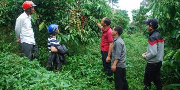 Giải pháp trồng cafe: Chăm sóc cỏ và trừ sâu