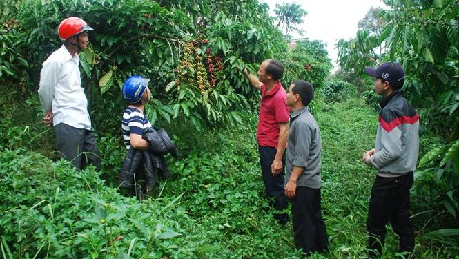 Giải pháp trồng cafe: Chăm sóc cỏ và trừ sâu