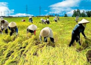 giải pháp chăm sóc lúa gieo sạ