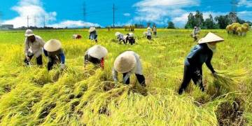 giải pháp chăm sóc lúa gieo sạ