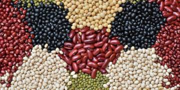 Giải pháp thao tác chuẩn bị trước khi gieo trồng đậu