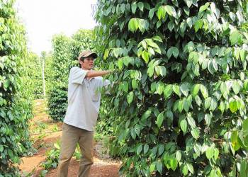 Canh tác hồ tiêu – Thu hoạch